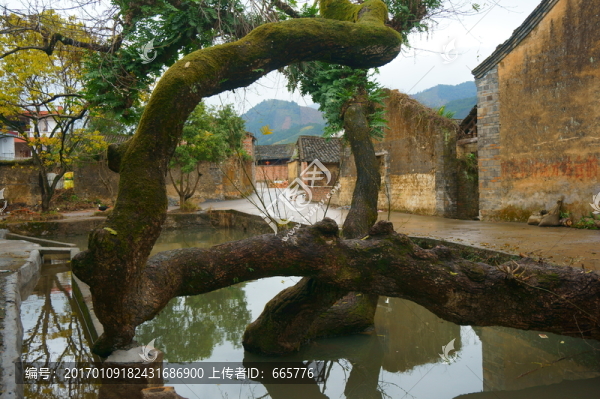 鄉(xiāng)村古樹