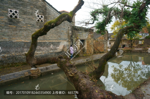 鄉(xiāng)村古樹