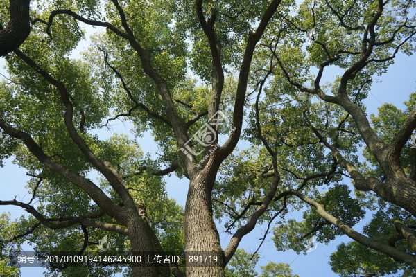 陽光樹林,參天大樹,原始森林