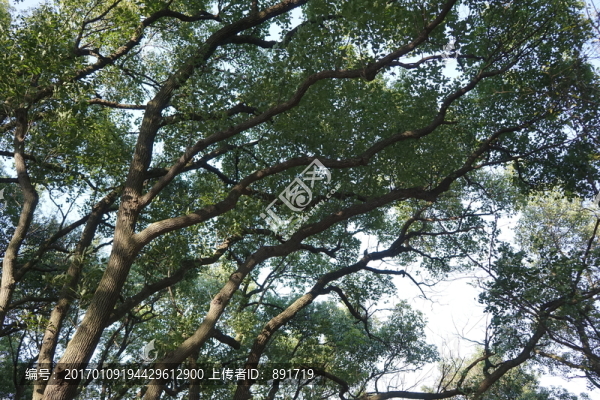 陽(yáng)光樹(shù)林,參天大樹(shù),原始森林