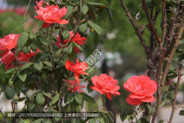 月季紅花