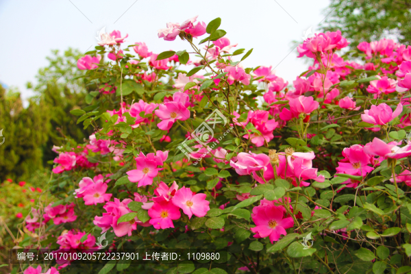 月季紅花