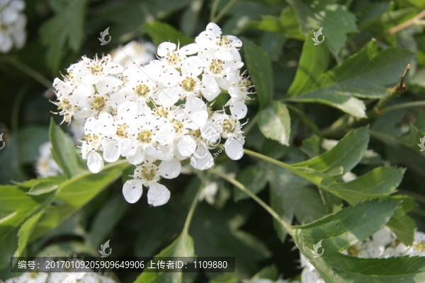 海堂花
