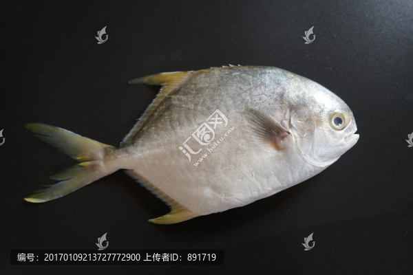 金鯧魚特寫,黃鯧魚高清
