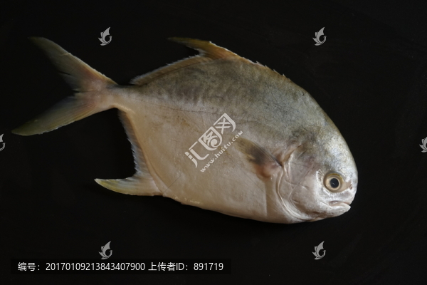 金鯧魚特寫,黃鯧魚高清