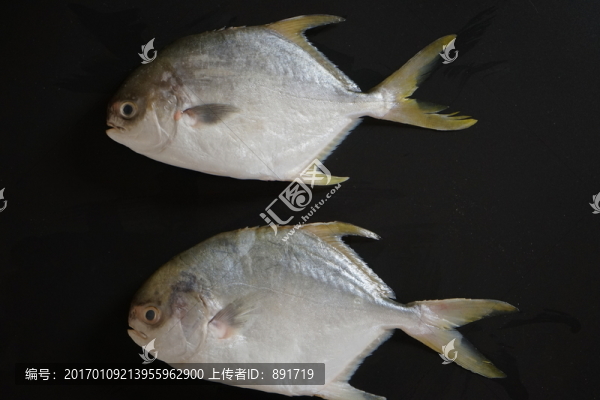 武昌魚(yú),金鯧魚(yú)特寫(xiě),黃鯧魚(yú)高清