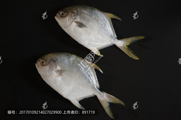 武昌魚,金鯧魚特寫,黃鯧魚高清