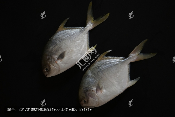 武昌魚,金鯧魚特寫,黃鯧魚高清