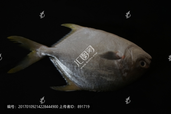 武昌魚,金鯧魚特寫,黃鯧魚高清