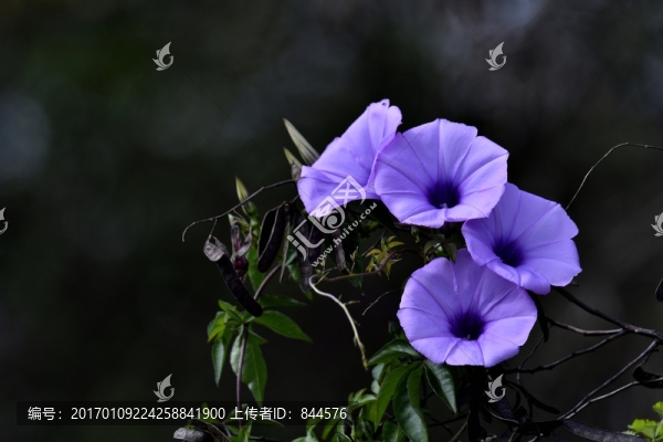 盛開的喇叭花