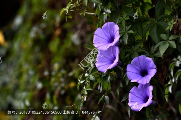 盛開(kāi)的喇叭花
