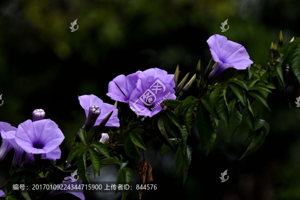 盛開的喇叭花