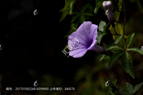 盛開的喇叭花
