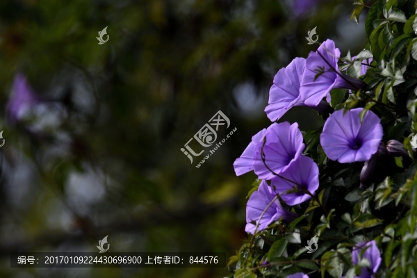盛開的喇叭花