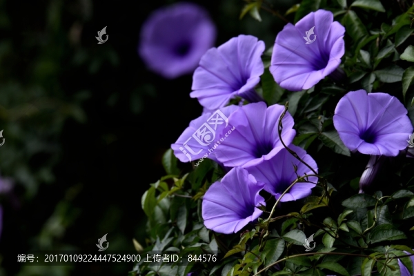 盛開的喇叭花
