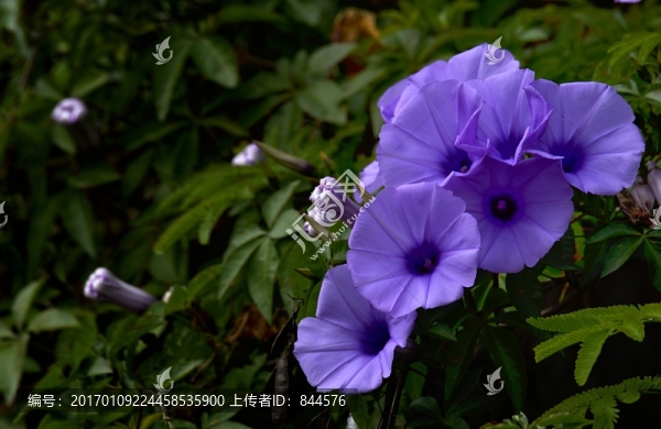 盛開的喇叭花