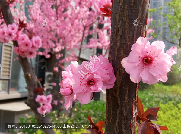三月桃花開