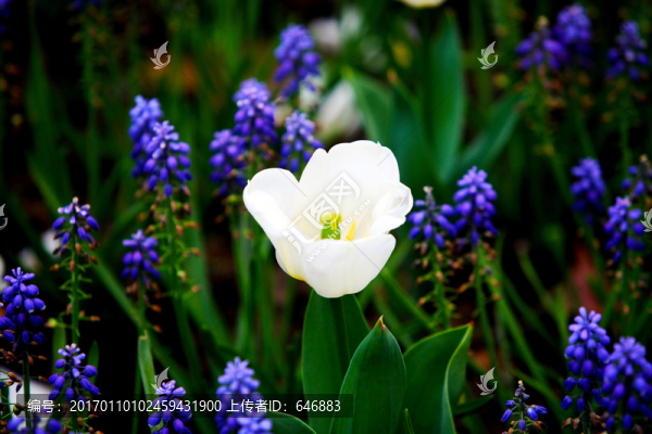 小花