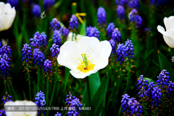 小花