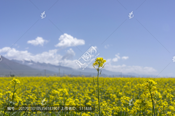 門源油菜花田