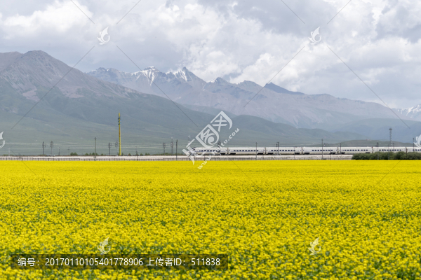 門源油菜花田