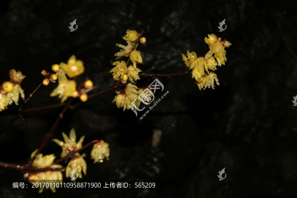 雨中臘梅