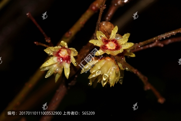 雨中臘梅