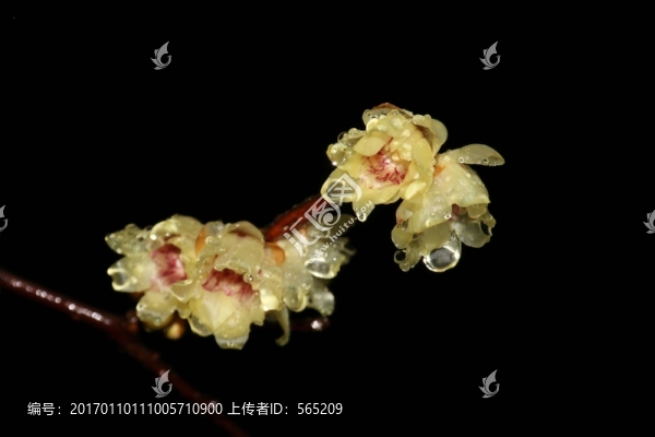 雨中臘梅