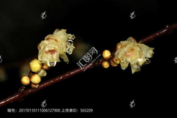 雨中臘梅