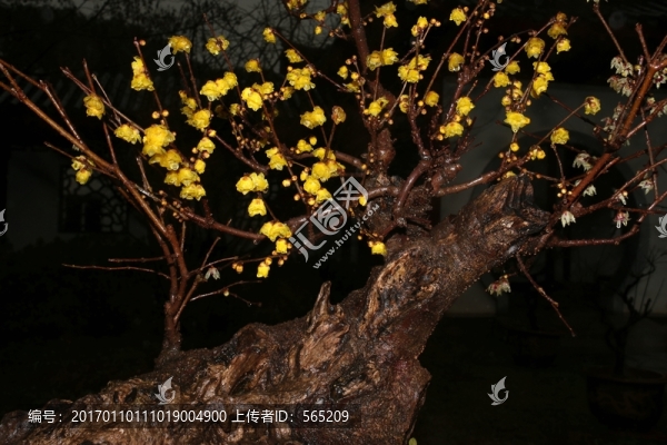 臘梅