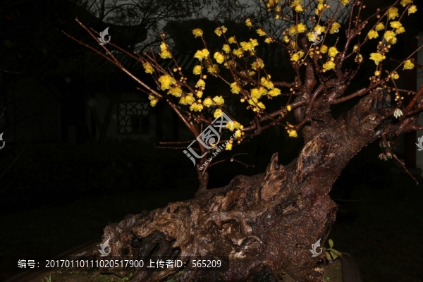 臘梅
