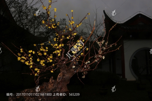 臘梅