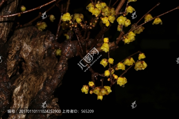 臘梅