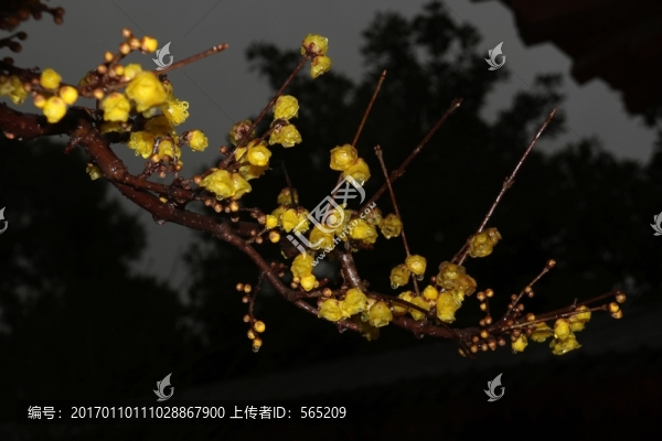 雨中臘梅
