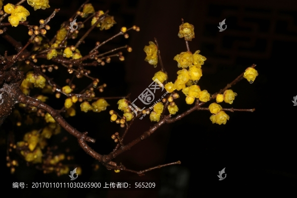 臘梅
