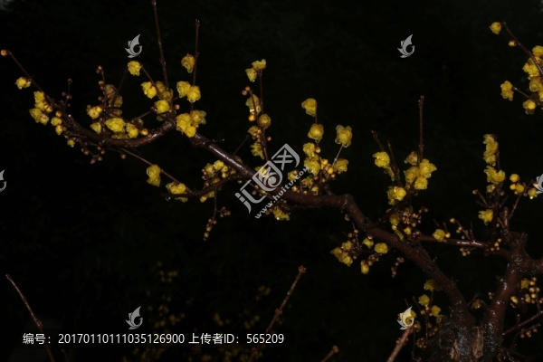 臘梅
