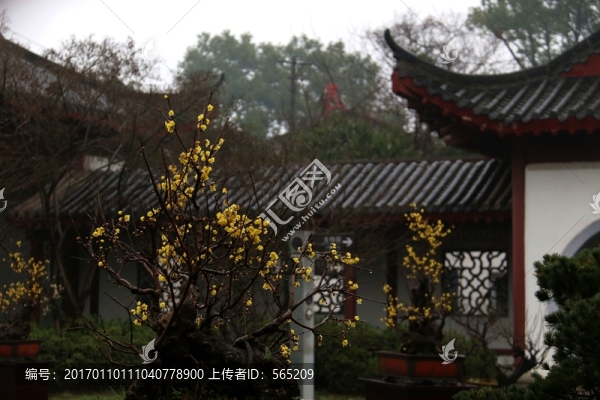 臘梅