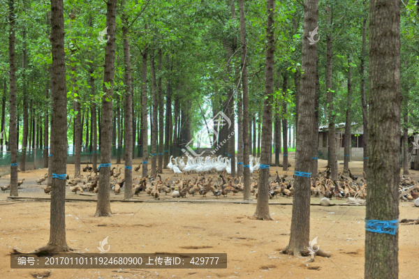 生態(tài)養(yǎng)殖場
