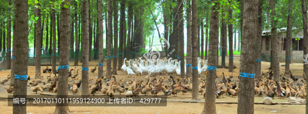 養(yǎng)殖場(chǎng),,養(yǎng)鴨場(chǎng)