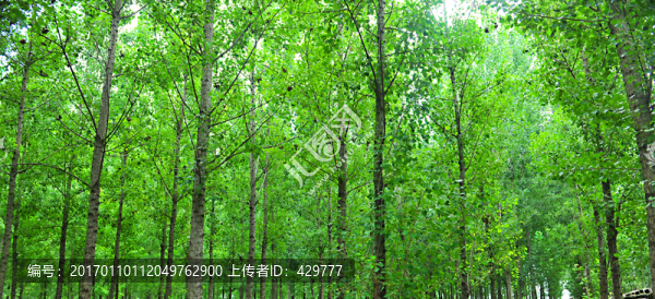 樹林,,綠樹