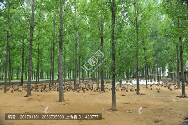 林楊養(yǎng)殖鴨子