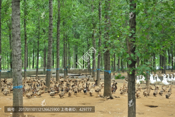 林場養(yǎng)鴨場,,生態(tài)養(yǎng)殖