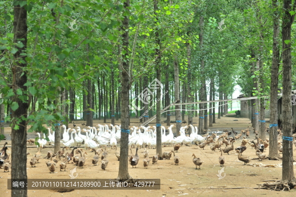 家禽養(yǎng)殖園,,,畜牧養(yǎng)殖