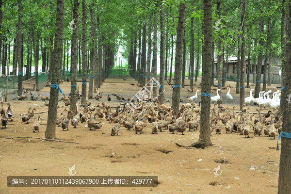 鴨群,,散養(yǎng)鴨