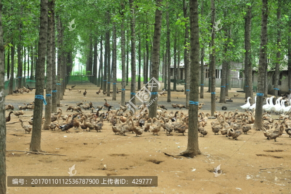養(yǎng)鴨場(chǎng),,,鴨子,,鴨群