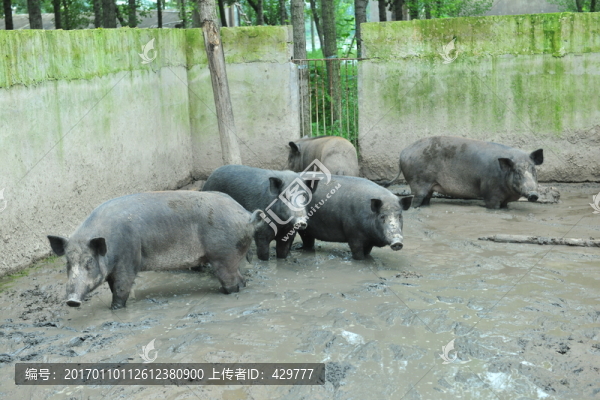 豬圈,,養(yǎng)豬廠
