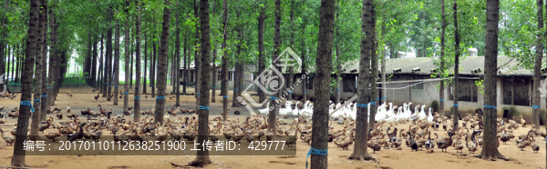 養(yǎng)鴨場(chǎng)