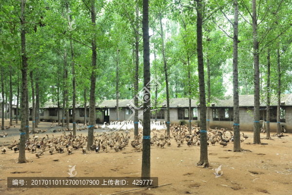 生態(tài)養(yǎng)殖場
