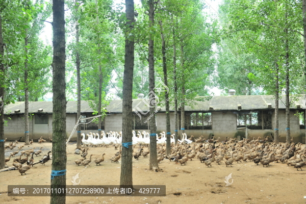 林場(chǎng)養(yǎng)殖,,樹林