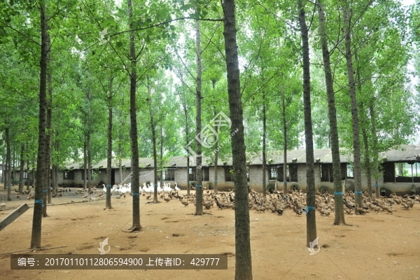 養(yǎng)殖場(chǎng)